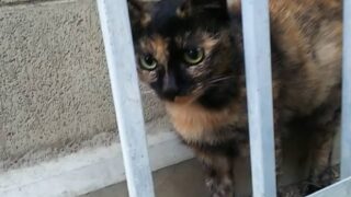 🐾 野良猫たちが生きる“現実”を知っていますか？