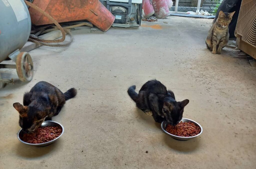 画像に alt 属性が指定されていません。ファイル名: 1676088414935-e1763518149441-1024x678.jpg