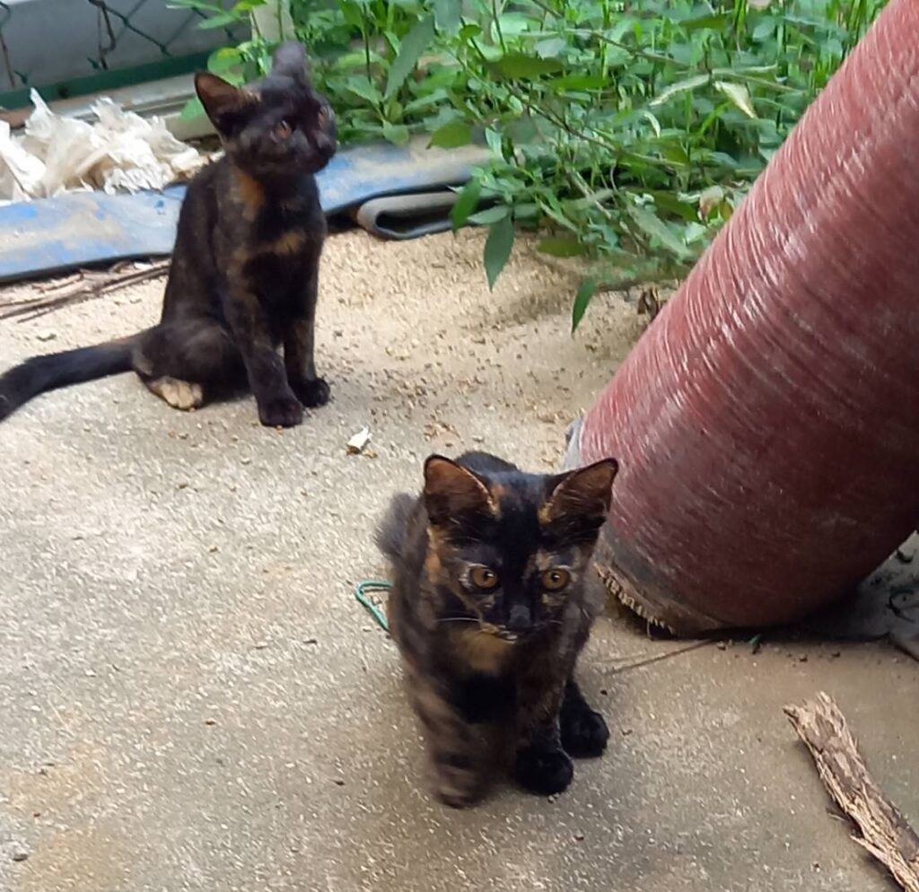 画像に alt 属性が指定されていません。ファイル名: 1676088414983-e1763510936680-1024x994.jpg