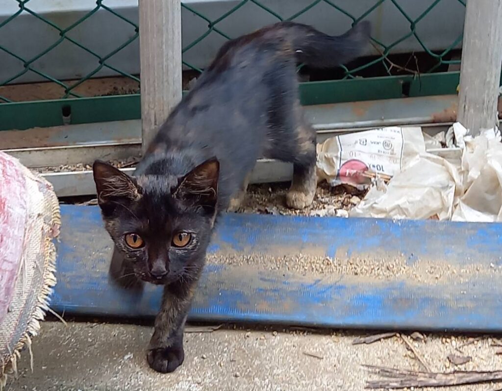 画像に alt 属性が指定されていません。ファイル名: 1676088415071-e1763518025235-1024x797.jpg