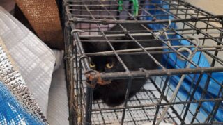 🐾誰でも出来る野良猫の支援がある