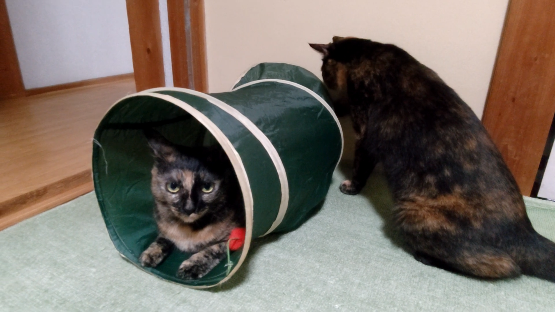 🐾おすすめグッズ