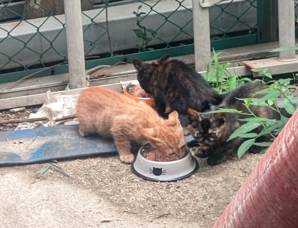 画像に alt 属性が指定されていません。ファイル名: DSC_0450-scaled-e1763510853281-1024x782.jpg