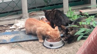 🐾支援のご報告