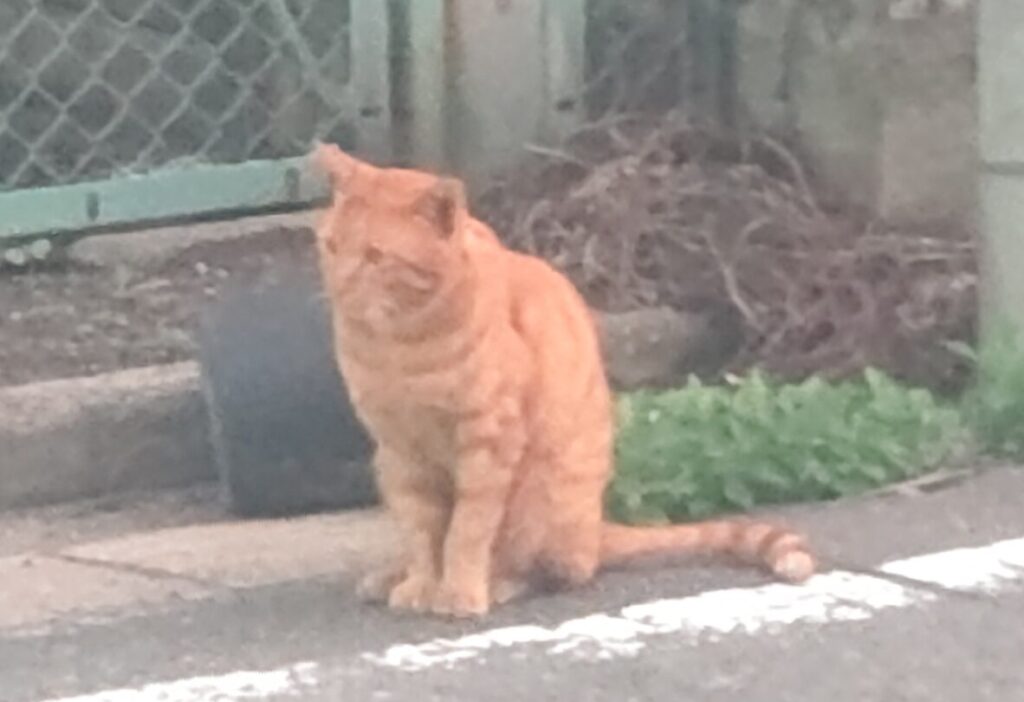 画像に alt 属性が指定されていません。ファイル名: DSC_0654-scaled-e1763517968852-1024x702.jpg