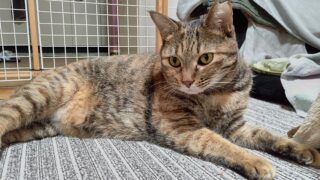 🐾 ふくねこファミリー紹介