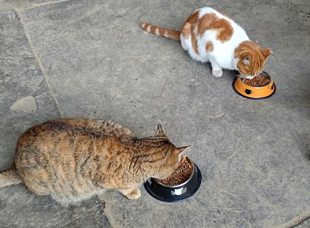 画像に alt 属性が指定されていません。ファイル名: HORIZON_0002_BURST20221229073424059-scaled-e1763510474930-1024x753.jpg