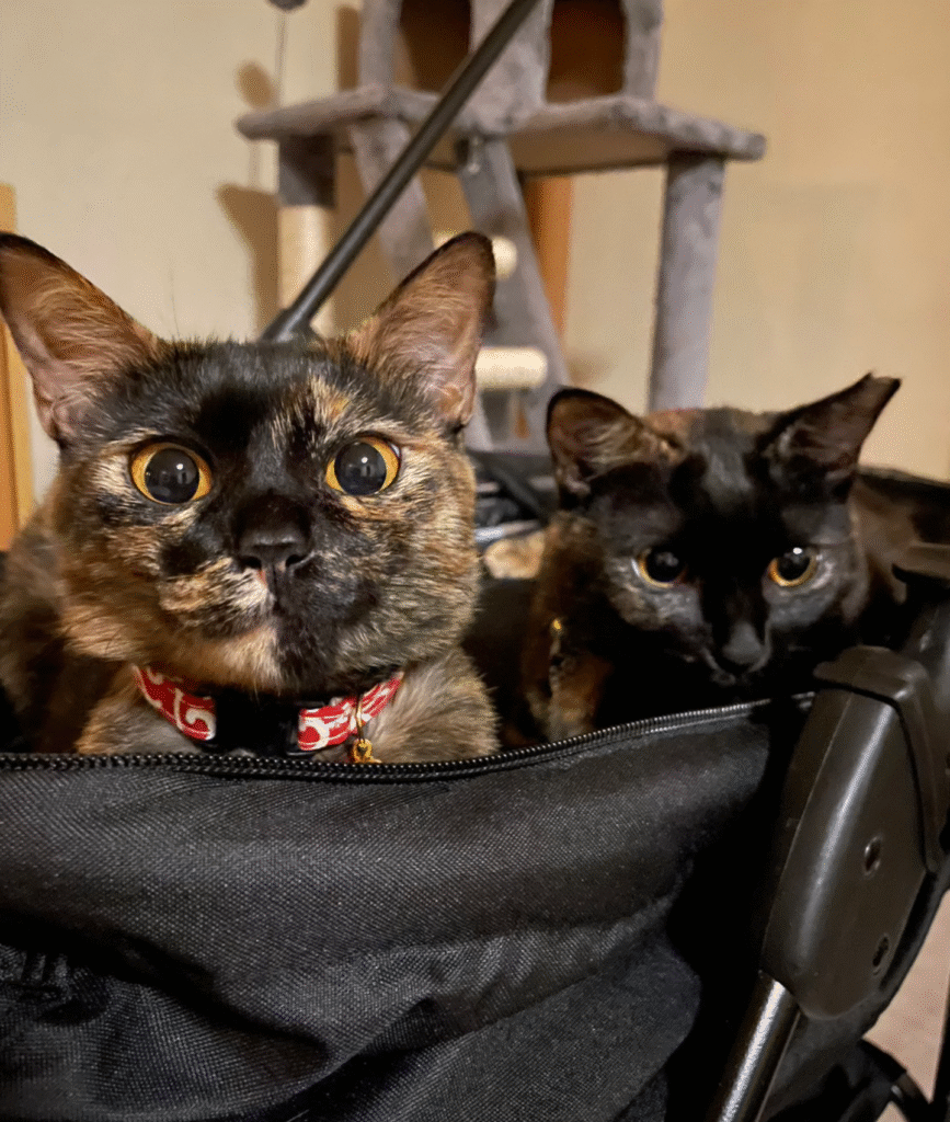 画像に alt 属性が指定されていません。ファイル名: Screenshot_20240525-121330-867x1024.png