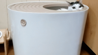猫トイレ用品